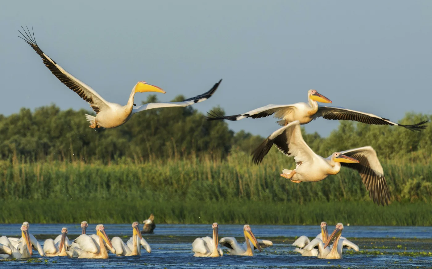 Danube Delta — photo by Marian Strinoiu on Unsplash