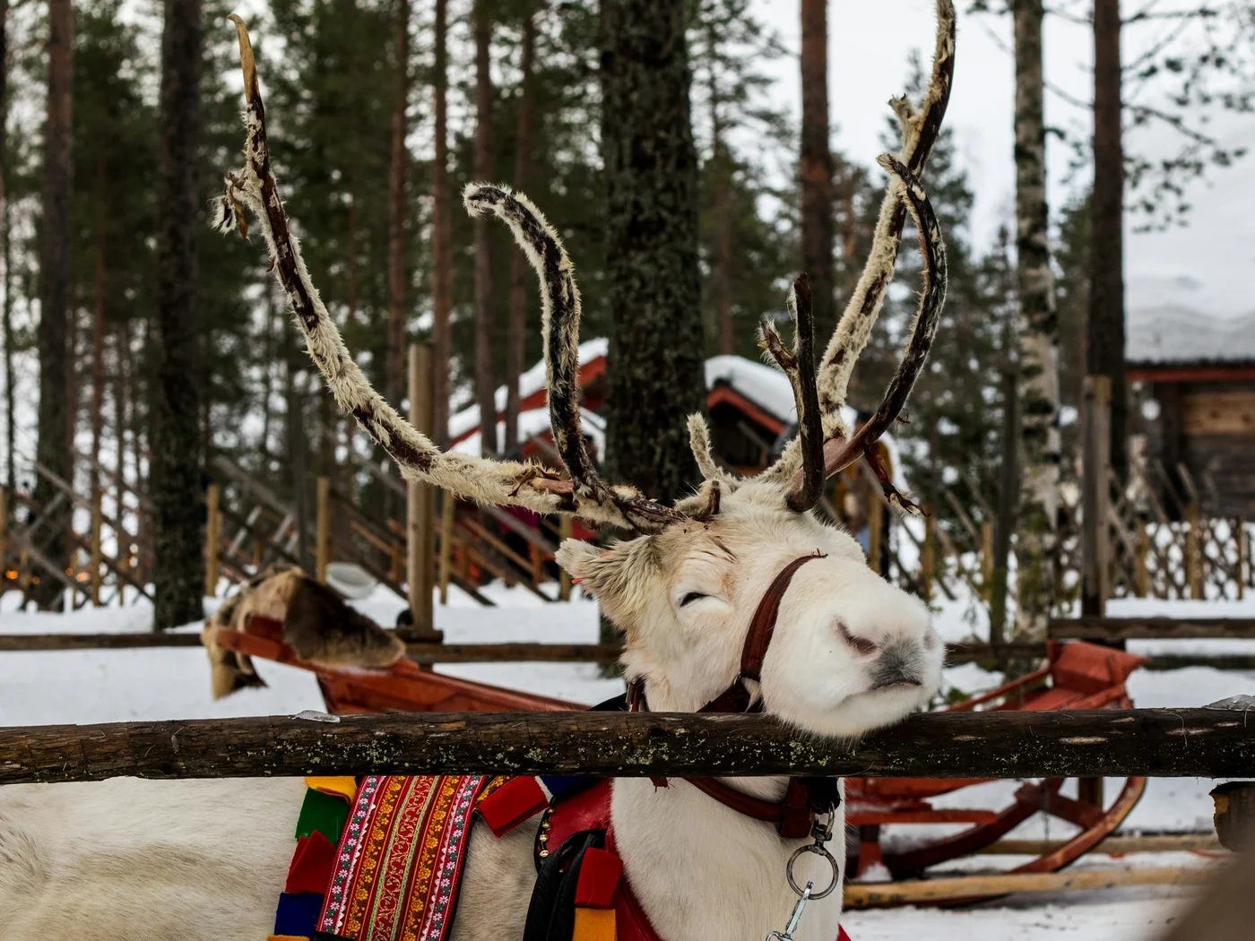 Rovaniemi — photo by shepherd on Unsplash